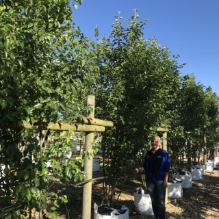 Pyrus calleryana chanticleer multi stem on the Barcham Trees nursery