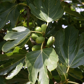 The foliage of Ficus carica Verdino