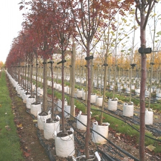 Sorbus hupehensis in autumn foliage