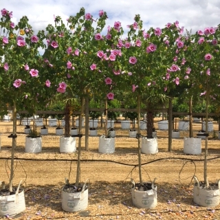 Hibiscus Resi half standard at barcham trees