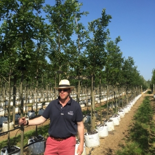 Quercus cerris at barcham trees