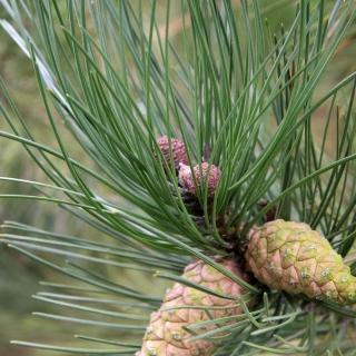 foliage and cones of Pinus nigra Austriaca