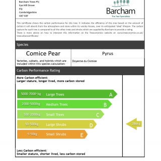 Pyrus Doyenne du Comice