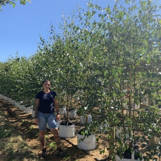 Betula pubescens multi-stem