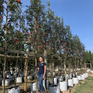 Sorbus aucuparia Cardinal Royal