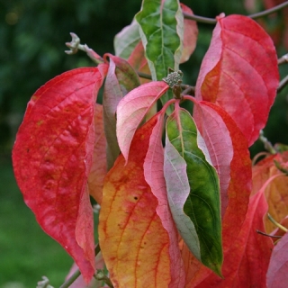 autumn foliage of Cornus Eddie’s White Wonder