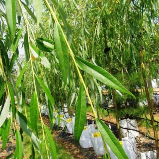 Foliage of Salix alba Tristis