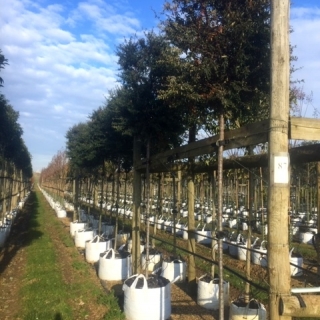 Pyracantha Navaho at barcham trees