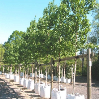 row of semi mature Betula ermanii