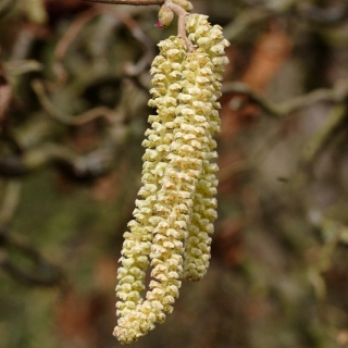 catkin of the Corylus avellana Contorta