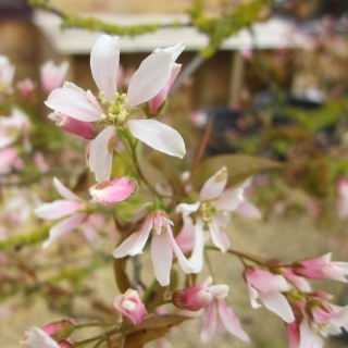 flower of Amelanchier lamarckii multi stem pleached