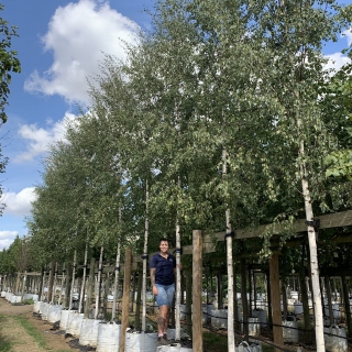 Betula pendula Zwisters Glory