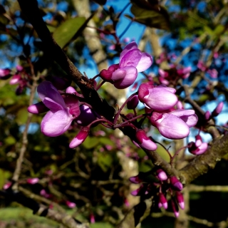 flower of Cercis siliquastrum