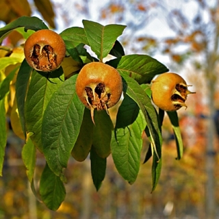 medlar fruits