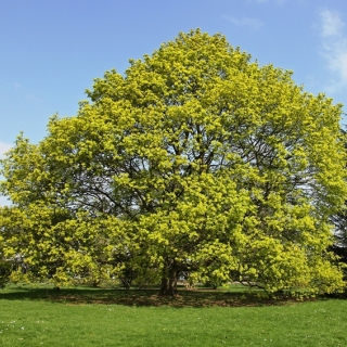 Mature Acer platanoides