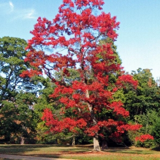 mature Quercus rubra in autumn foliage