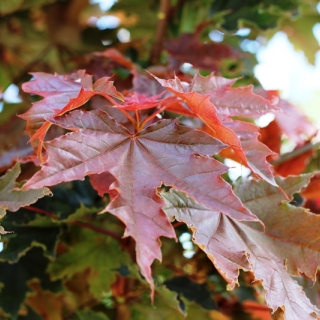 The leaves of Acer platanoides Crimson Sentry