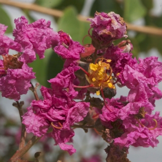 the pink flowers of Lagerstroemia indica Rosea