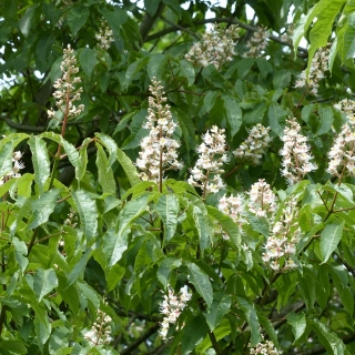 The flowers of Aesculus indica