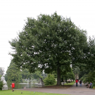 Mature Quercus petraea