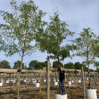 Gleditsia triacanthos Skyline