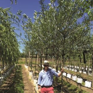 Salix daphnoides in a row on Barcham Trees nursery