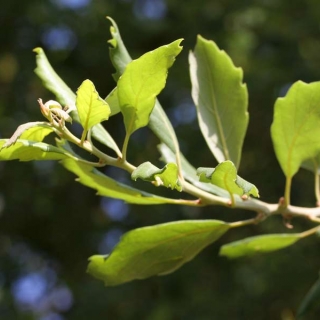 the foliage of Quercus Suber in detail