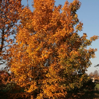 Acr campestre in autumn colour