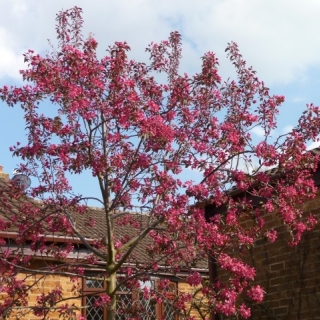 Malus Mokum in flower