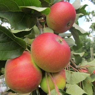 Malus Discovery apples