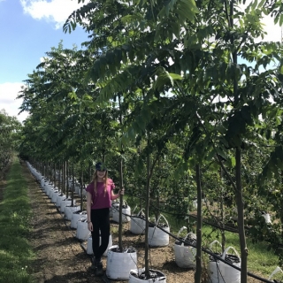 Pterocarya fraxinifolia to scale on th barcham trees nursery