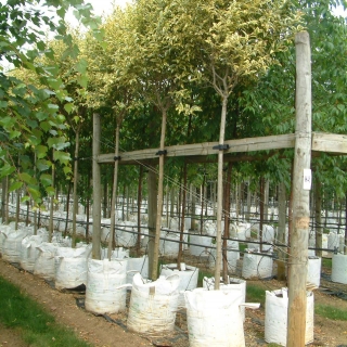 Ligustrum lucidum variegata