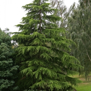 Mature Cedrus deodara