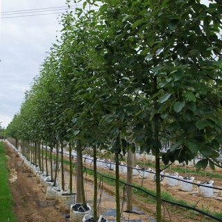 Sorbus latifolia Henk Vink at barcham trees