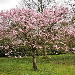 Mature Prunus sargentii in spring