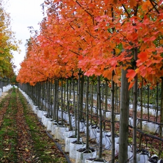 Acer rubrum October Glory in autumn colour at barcham trees