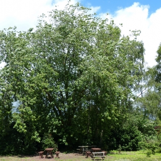 Mature Acer saccharinum at Ness Botantic Gardens