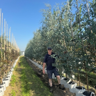 Eucalyptus gunnii 20L