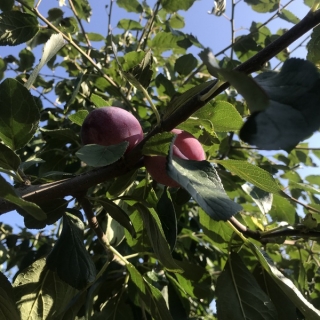 the fruits o fPrunus domestica Victoria