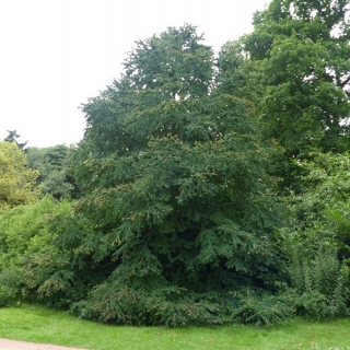 Mature Cercidiphyllum japonicum