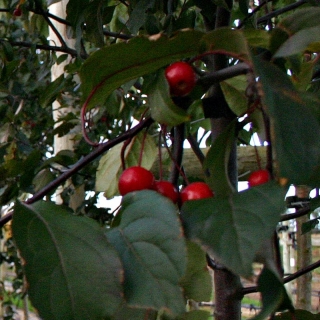 the red berries of Malus Mokum