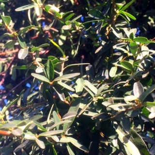 Pyracantha Navaho foliage