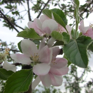 The flower of Malus Cox’s Orange Pippin