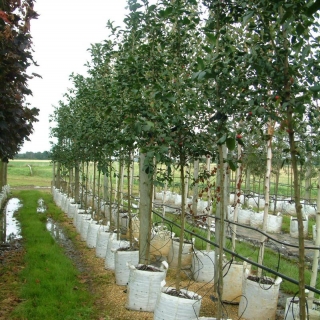 Euonymous europaea Red Cascade at barcham trees