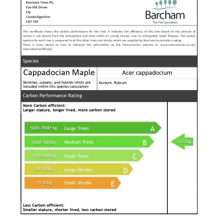 Acer cappadocicum Aureum