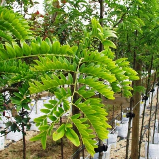 Gleditsia triacanthos Sunburst foliage