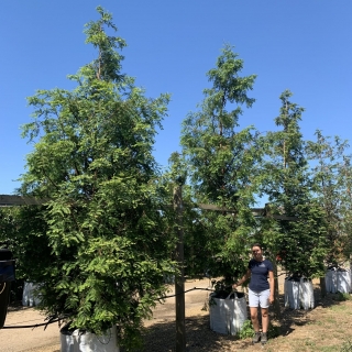 Metasequoia glyptostroboides