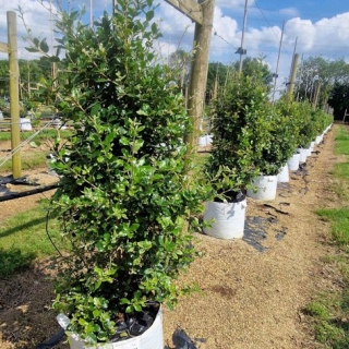 Quercus ilex feathered