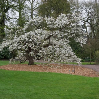 Mature specimen of Prunus shirotae