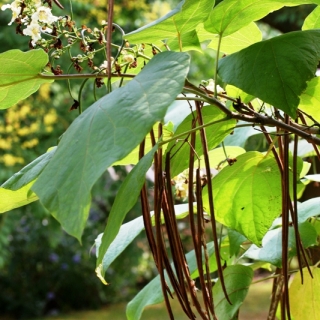 seed pods of Catalpa bignonioides